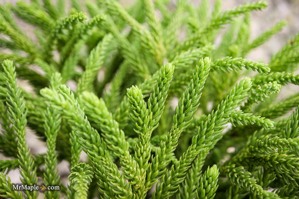 Cryptomeria japonica 'Little Champion' Dwarf Japanese Cedar