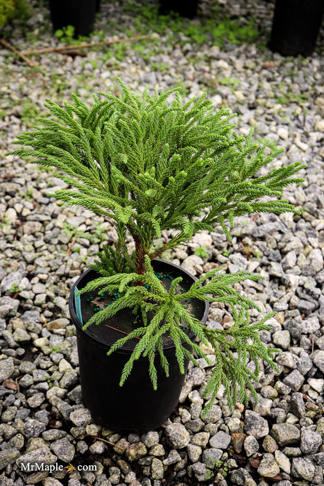 Cryptomeria japonica 'Little Champion' Dwarf Japanese Cedar