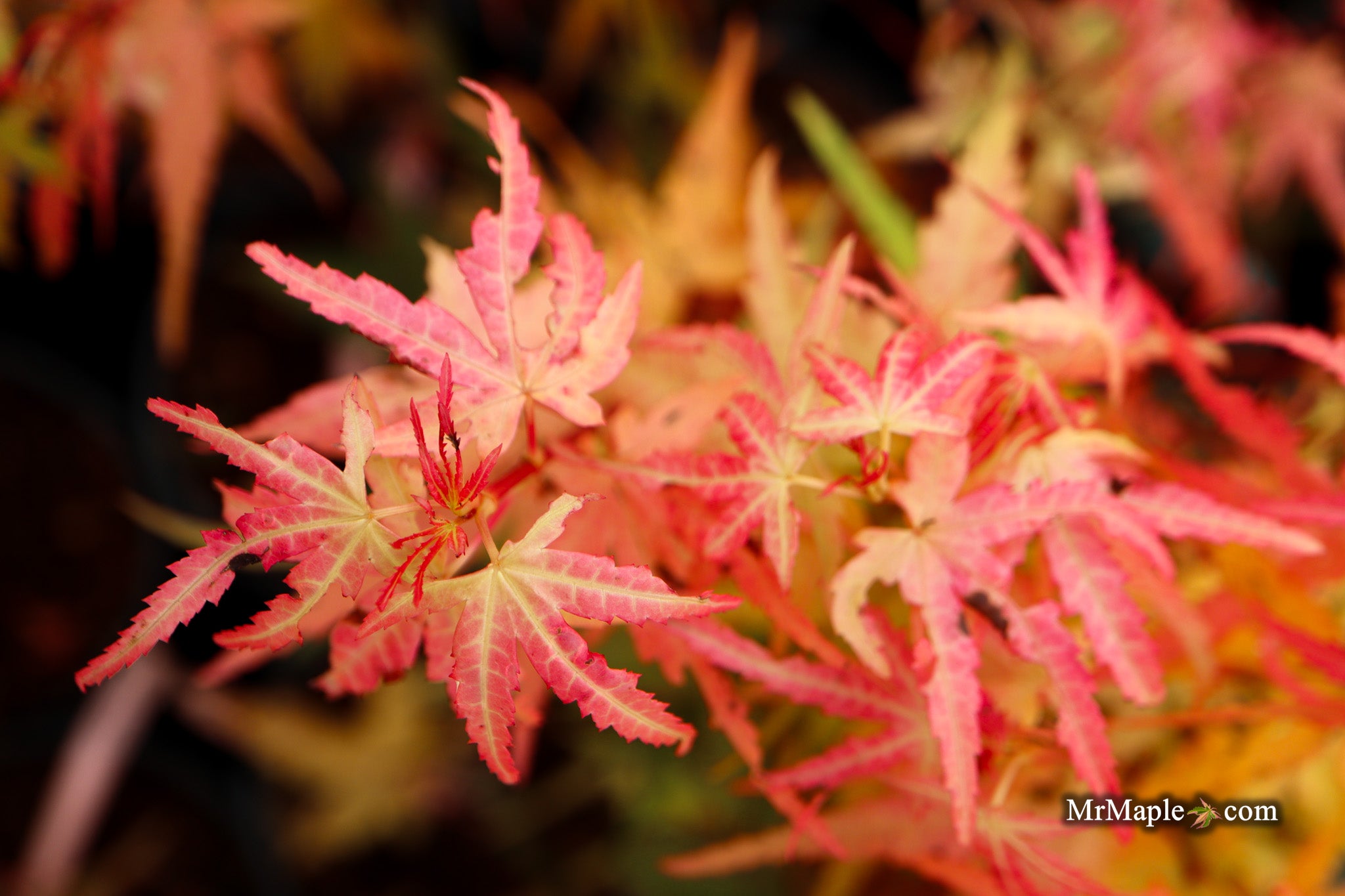 Buy Acer palmatum 'Little Joe' Dwarf Japanese Maple — Mr Maple