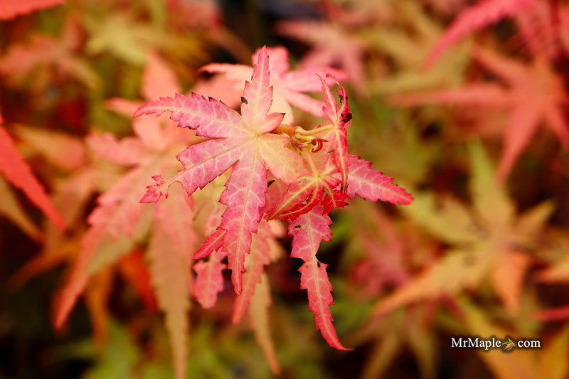 Acer palmatum 'Little Joe' Dwarf Japanese Maple