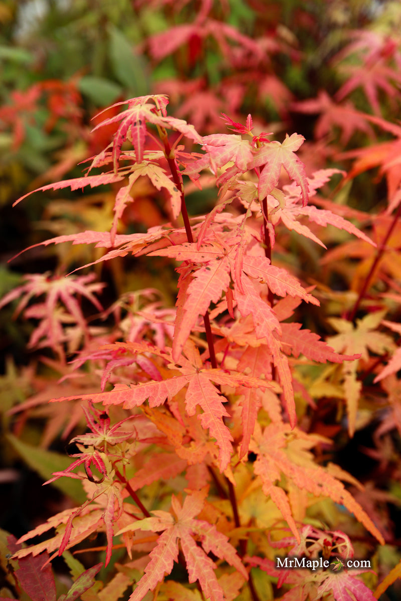 Acer palmatum 'Little Joe' Dwarf Japanese Maple