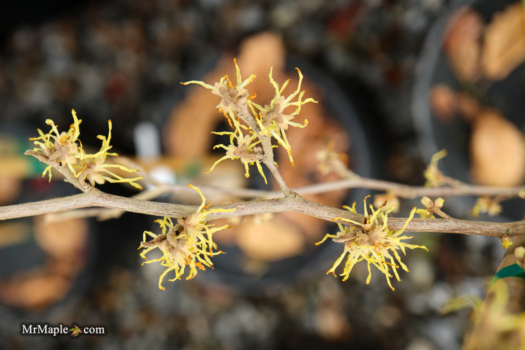 Hamamelis virginiana 'Little Prospect' Variegated Witch Hazel