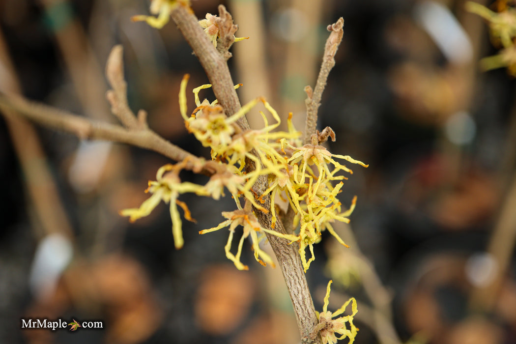 Hamamelis virginiana 'Little Prospect' Variegated Witch Hazel