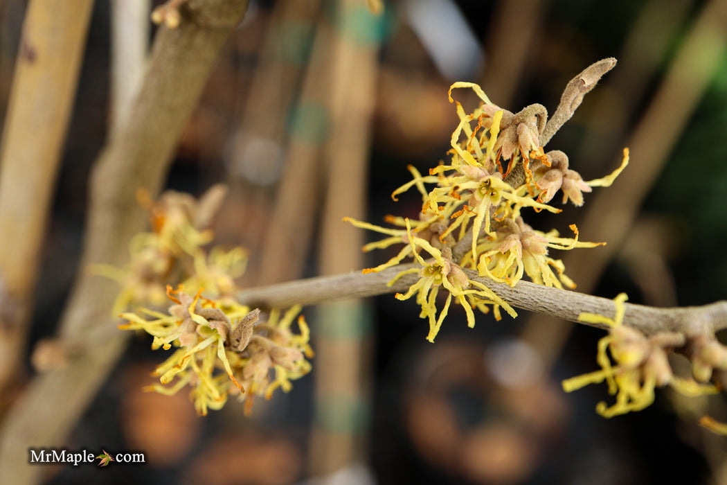 Hamamelis virginiana 'Little Prospect' Variegated Witch Hazel