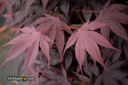 - Acer palmatum 'Livy' Dwarf Red Japanese Maple - Mr Maple │ Buy Japanese Maple Trees