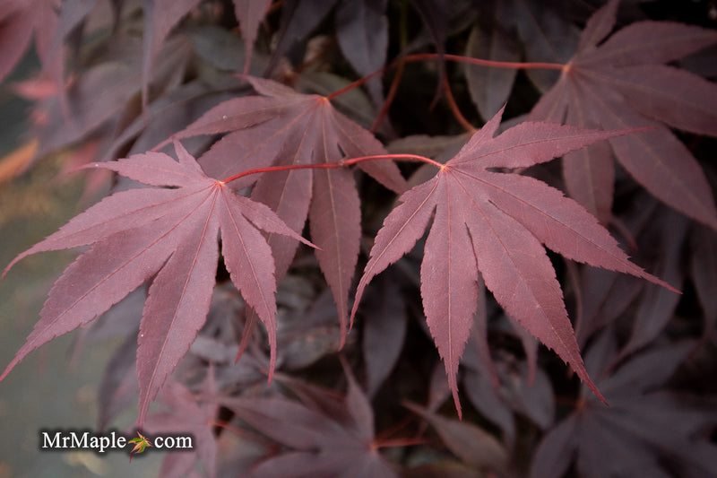 - Acer palmatum 'Livy' Dwarf Red Japanese Maple - Mr Maple │ Buy Japanese Maple Trees