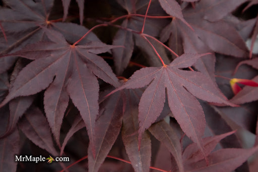 '- Acer palmatum 'Livy' Dwarf Red Japanese Maple - Mr Maple │ Buy Japanese Maple Trees