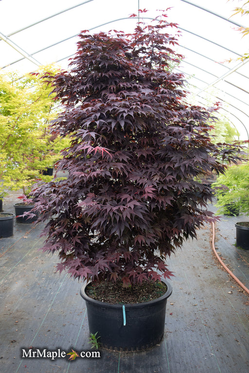 '- Acer palmatum 'Livy' Dwarf Red Japanese Maple - Mr Maple │ Buy Japanese Maple Trees