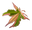 MrMaple logo