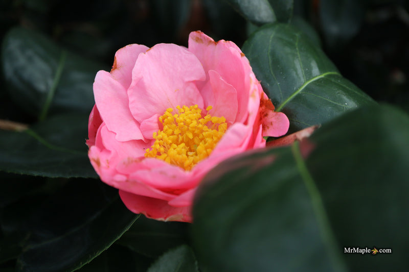 Camellia sasanqua 'Long Island Pink' Pink Flowering Camellia