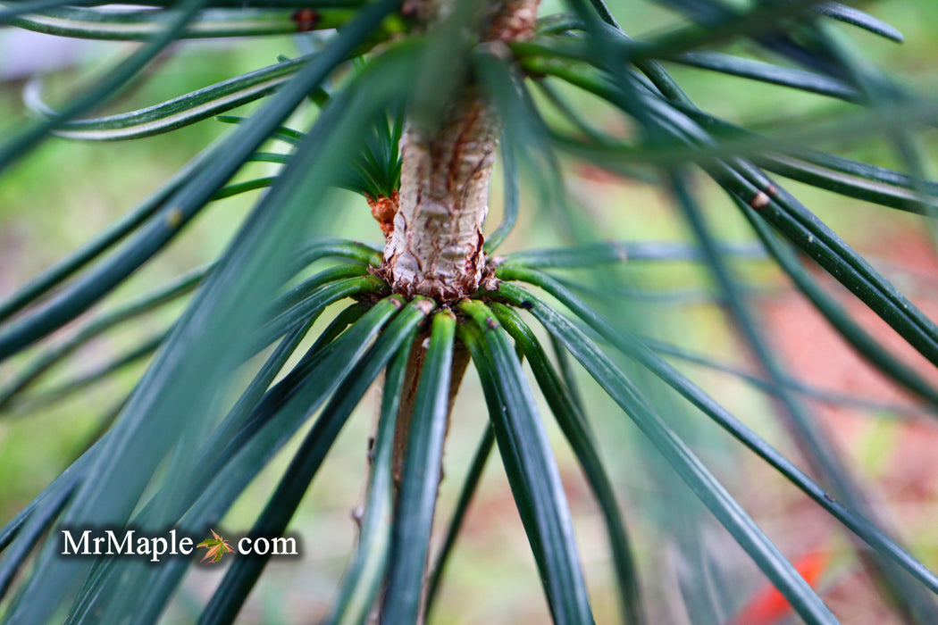 Sciadopitys verticillata 'Long Needle Weeper' Japanese Umbrella Pine