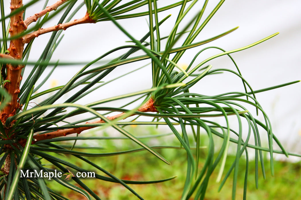 Sciadopitys verticillata 'Long Needle Weeper' Japanese Umbrella Pine