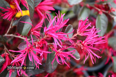- Loropetalum ‘Carolina Midnight' Purple Leaf Fringe Flower - Mr Maple │ Buy Japanese Maple Trees