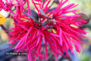 - Loropetalum ‘Carolina Midnight' Purple Leaf Fringe Flower - Mr Maple │ Buy Japanese Maple Trees