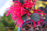 - Loropetalum ‘Carolina Midnight' Purple Leaf Fringe Flower - Mr Maple │ Buy Japanese Maple Trees