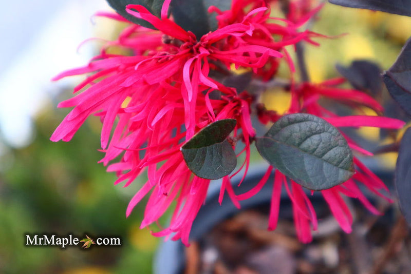 - Loropetalum ‘Carolina Midnight' Purple Leaf Fringe Flower - Mr Maple │ Buy Japanese Maple Trees