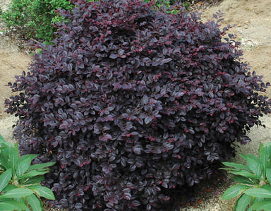 - Loropetalum ‘Cerise Charm™' Purple Leaf Fringe Flower - Mr Maple │ Buy Japanese Maple Trees