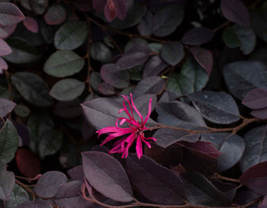 - Loropetalum ‘Cerise Charm™' Purple Leaf Fringe Flower - Mr Maple │ Buy Japanese Maple Trees