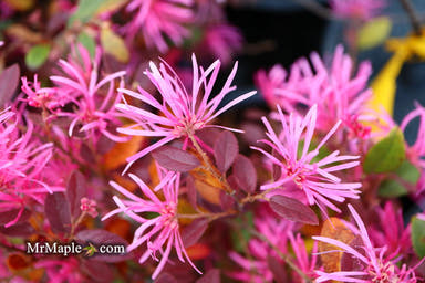 - Loropetalum ‘Daruma' Maroon Leaf Fringe Flower - Mr Maple │ Buy Japanese Maple Trees