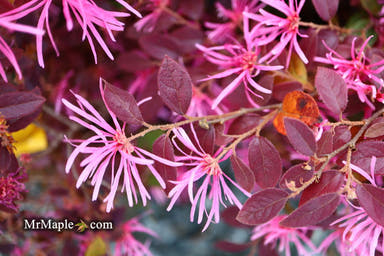 - Loropetalum ‘Daruma' Maroon Leaf Fringe Flower - Mr Maple │ Buy Japanese Maple Trees