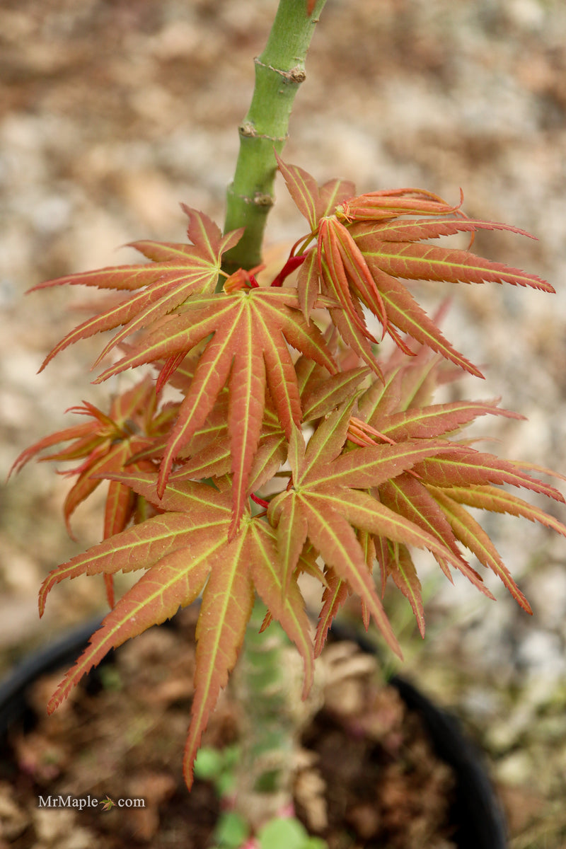 Acer palmatum 'Mikawa yatsubusa Seedling Grafted' Japanese Maple