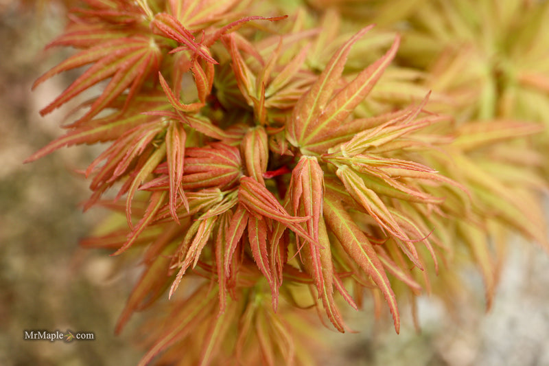 Acer palmatum 'Mikawa yatsubusa Seedling Grafted' Japanese Maple