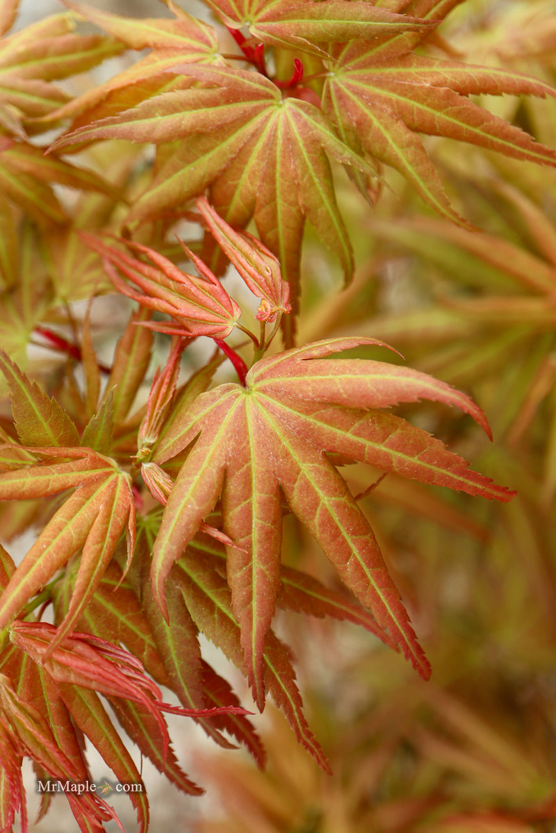 Acer palmatum 'Mikawa yatsubusa Seedling Grafted' Japanese Maple