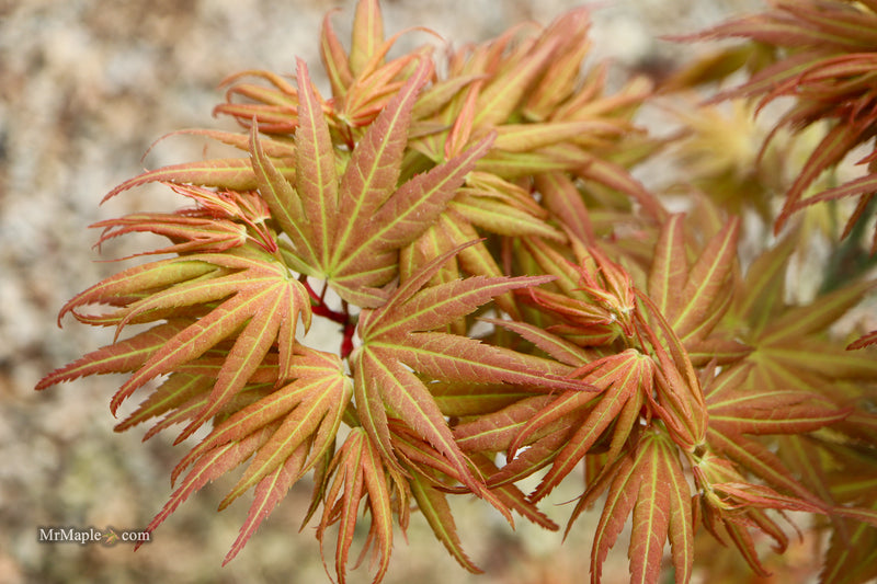 Acer palmatum 'Mikawa yatsubusa Seedling Grafted' Japanese Maple