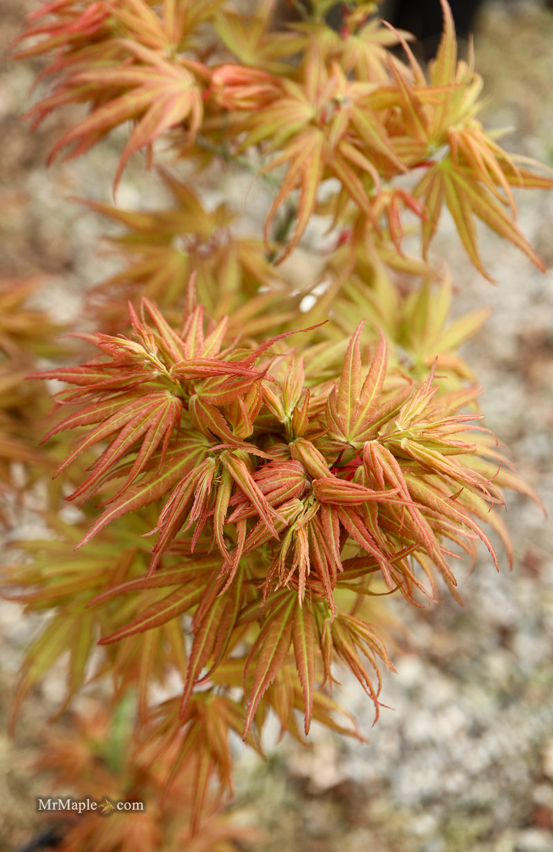 Acer palmatum 'Mikawa yatsubusa Seedling Grafted' Japanese Maple