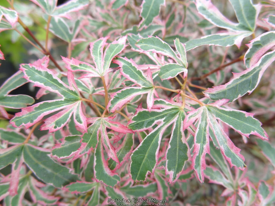 Acer palmatum 'Marlo' Pink Variegated Japanese Maple