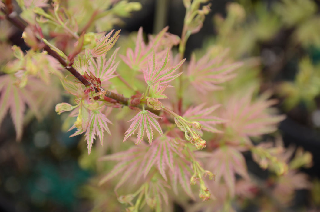 FOR PICK UP ONLY | Acer palmatum 'Higasayama' Japanese Maple | DOES NOT SHIP