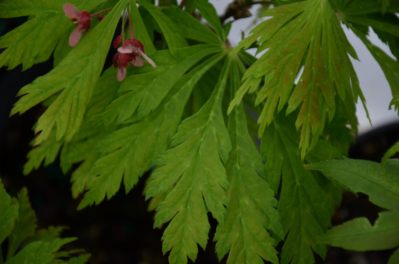 - FOR PICKUP ONLY | Acer japonicum 'Mai kujaku' Dancing Peacock Japanese Maple | DOES NOT SHIP - Mr Maple │ Buy Japanese Maple Trees