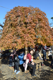 - FOR PICKUP ONLY | Acer palmatum 'Ryusen' Japanese Maple | DOES NOT SHIP - Mr Maple │ Buy Japanese Maple Trees