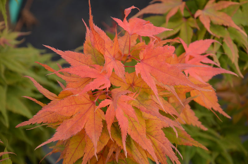 - FOR PICKUP ONLY | Acer palmatum 'Japanese Princess' Dwarf Japanese Maple | DOES NOT SHIP - Mr Maple │ Buy Japanese Maple Trees