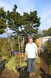 - FOR PICKUP ONLY | Acer palmatum 'Shishigashira' Lion's Head Japanese Maple | DOES NOT SHIP - Mr Maple │ Buy Japanese Maple Trees