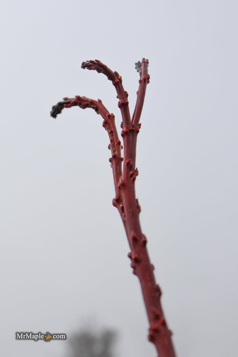 Acer palmatum 'Miss Piggy' Japanese Maple