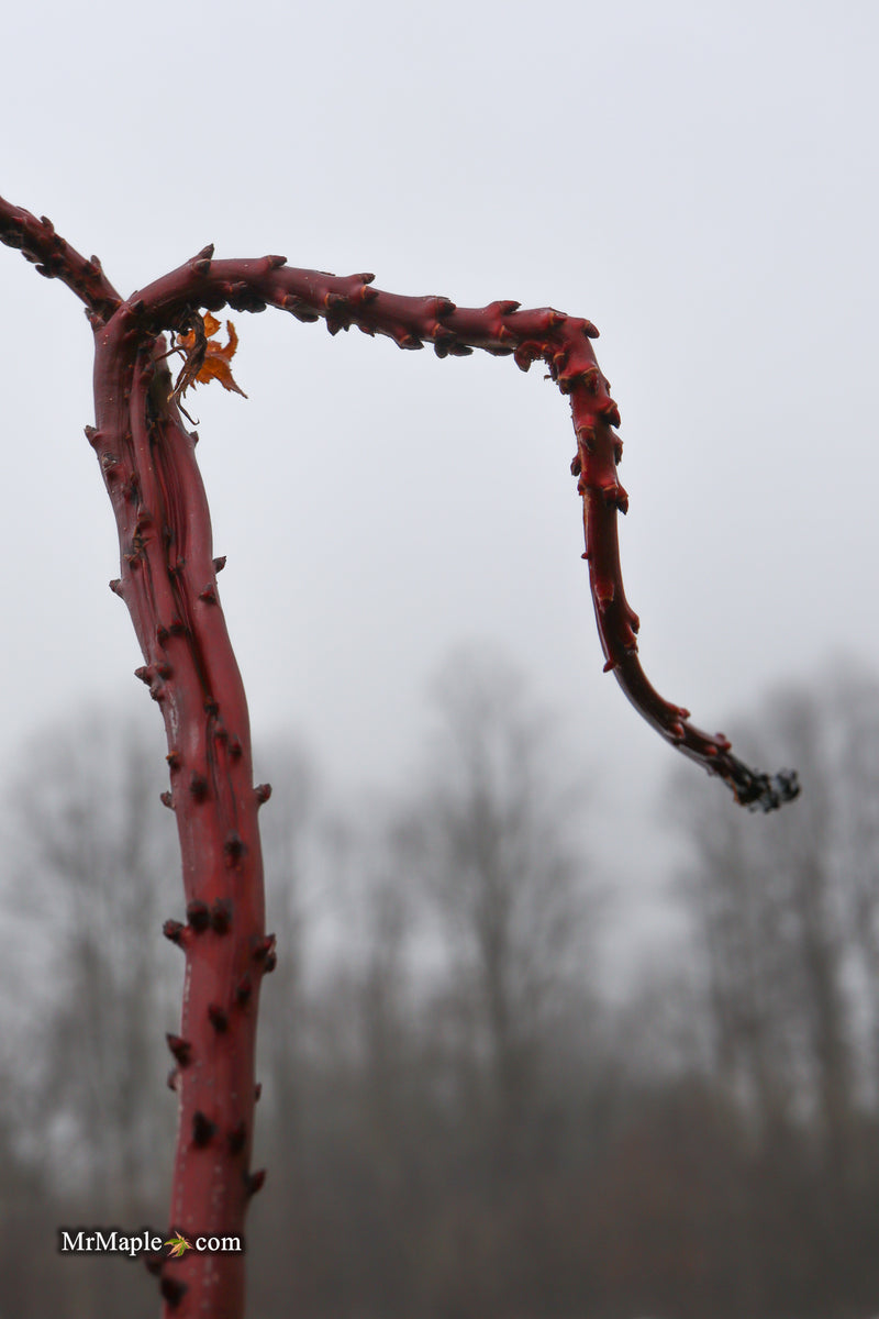 Acer palmatum 'Miss Piggy' Japanese Maple