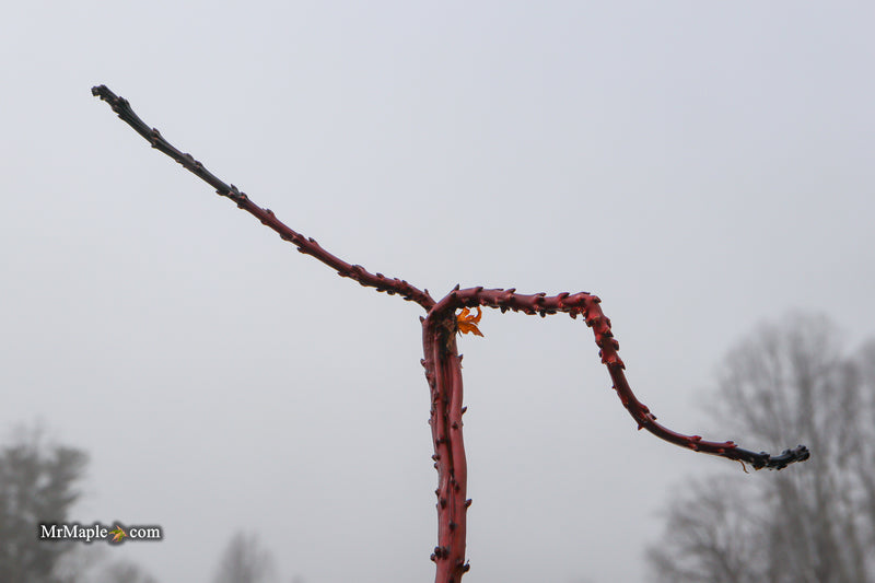 Acer palmatum 'Miss Piggy' Japanese Maple