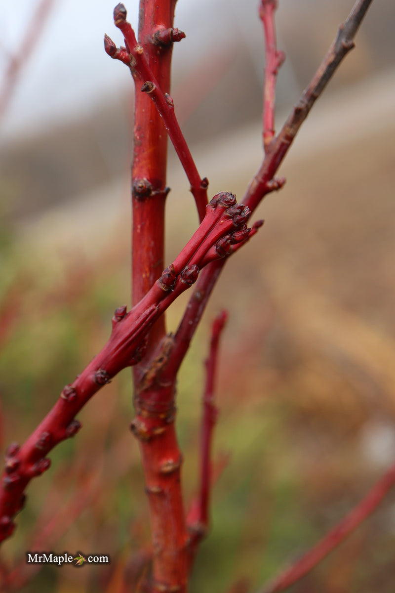 Acer palmatum 'Miss Piggy' Japanese Maple