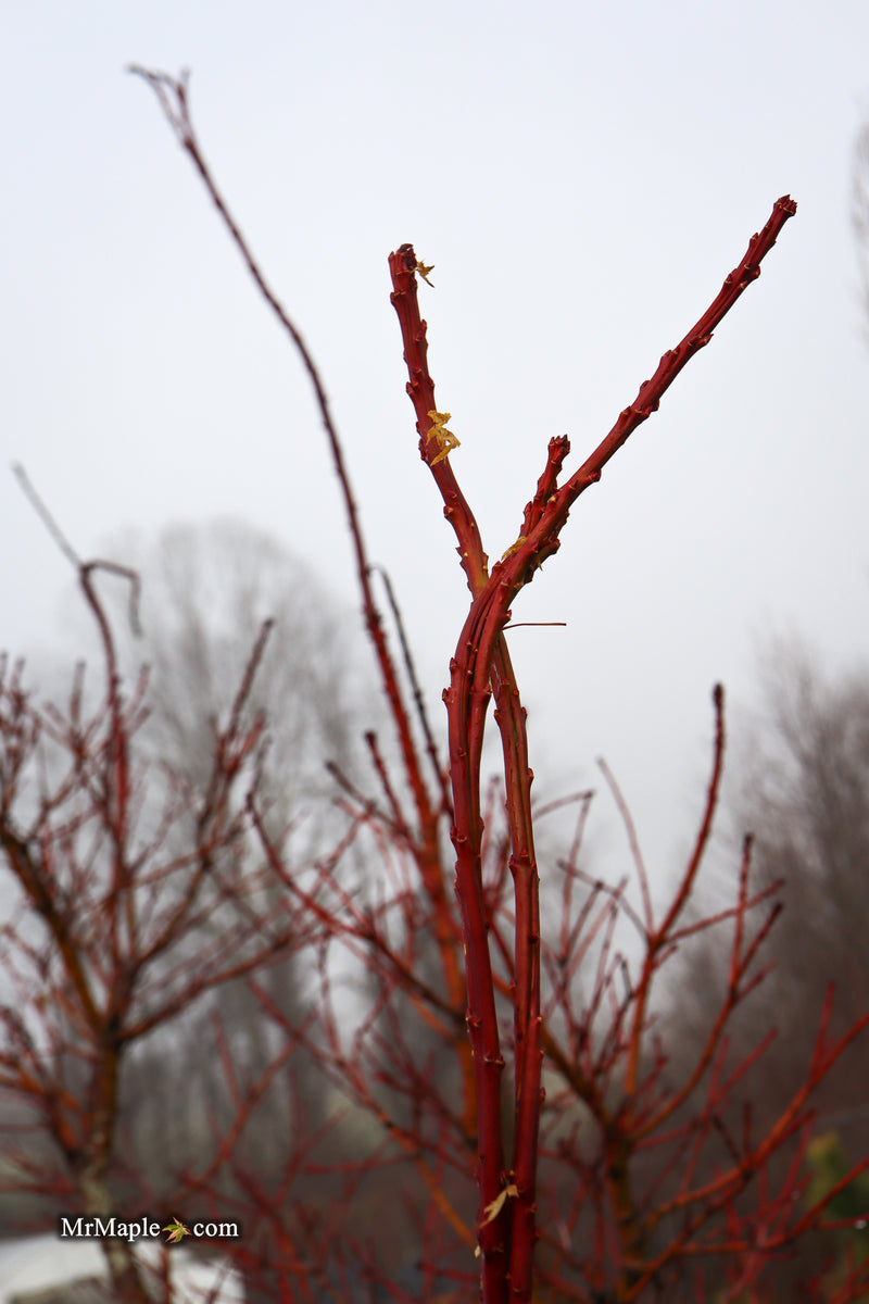 Acer palmatum 'Miss Piggy' Japanese Maple