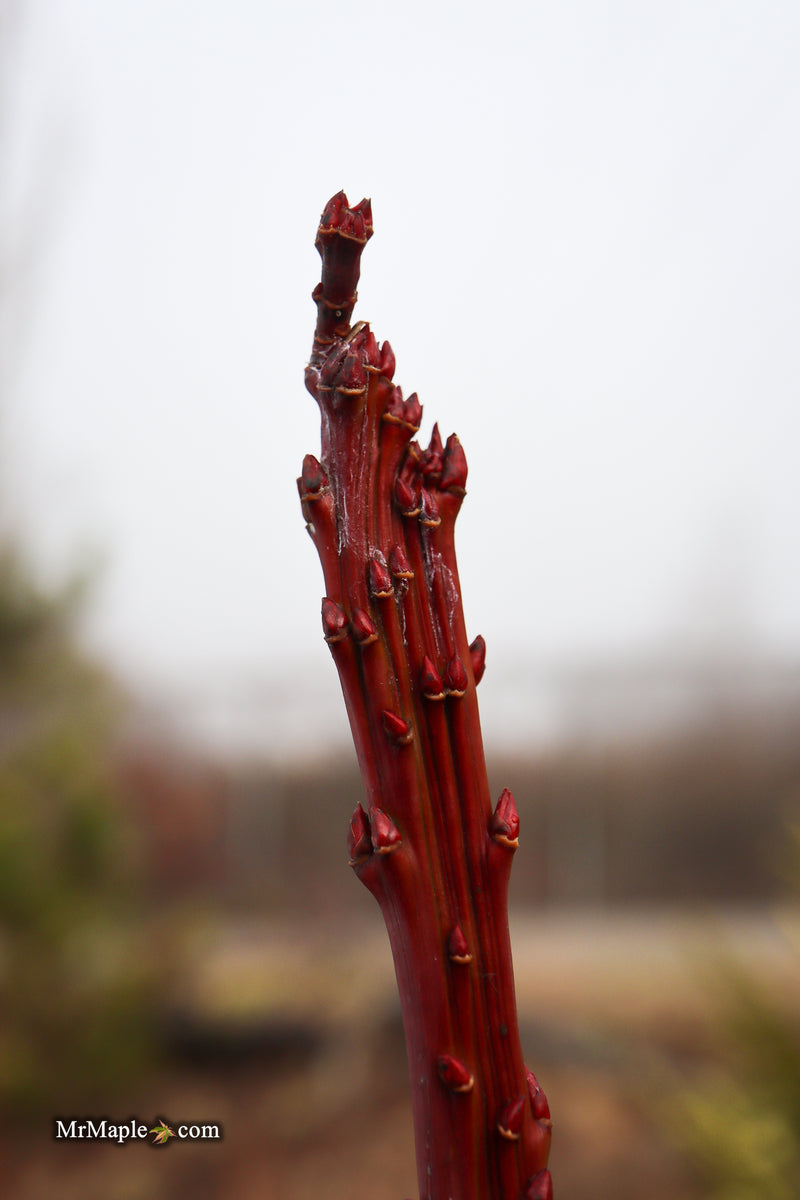 Acer palmatum 'Miss Piggy' Japanese Maple
