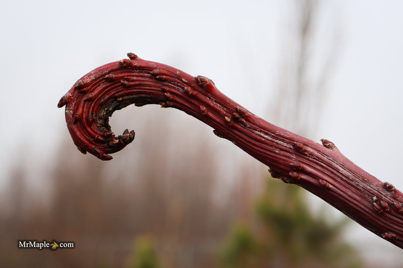 Acer palmatum 'Miss Piggy' Japanese Maple