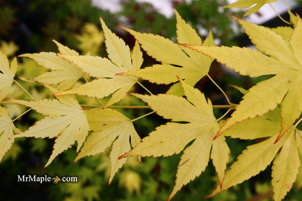 Acer palmatum 'Mellow Yellow' Japanese Maple