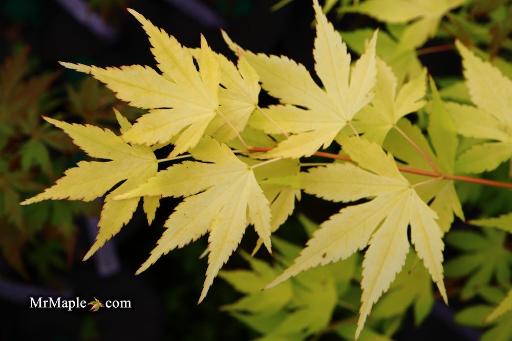 Acer palmatum 'Mellow Yellow' Japanese Maple