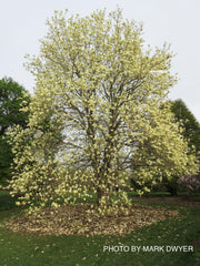 - Magnolia 'Elizabeth' Golden Flower Magnolia - Mr Maple │ Buy Japanese Maple Trees