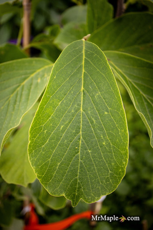 - Magnolia 'Elizabeth' Golden Flower Magnolia - Mr Maple │ Buy Japanese Maple Trees