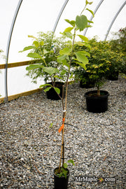 - Magnolia 'Elizabeth' Golden Flower Magnolia - Mr Maple │ Buy Japanese Maple Trees