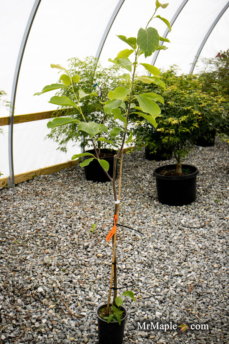 - Magnolia 'Elizabeth' Golden Flower Magnolia - Mr Maple │ Buy Japanese Maple Trees