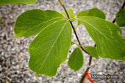 - Magnolia 'Elizabeth' Golden Flower Magnolia - Mr Maple │ Buy Japanese Maple Trees