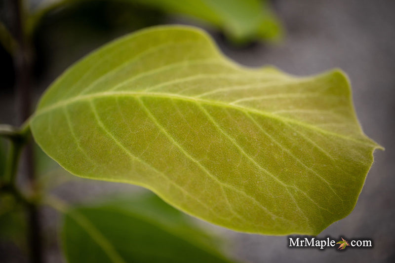 - Magnolia 'Elizabeth' Golden Flower Magnolia - Mr Maple │ Buy Japanese Maple Trees